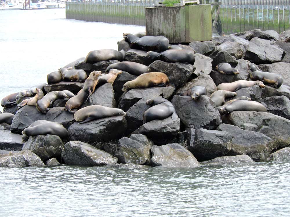 Oregon seals at rest