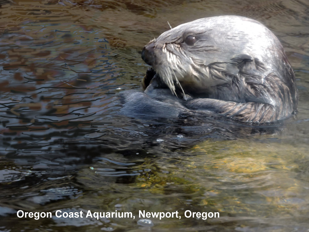 Otter - Oregon Coast Aquarium