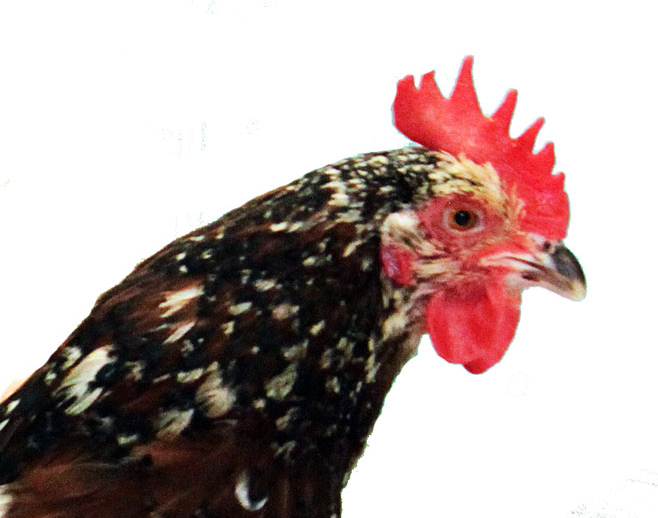 chicken-2